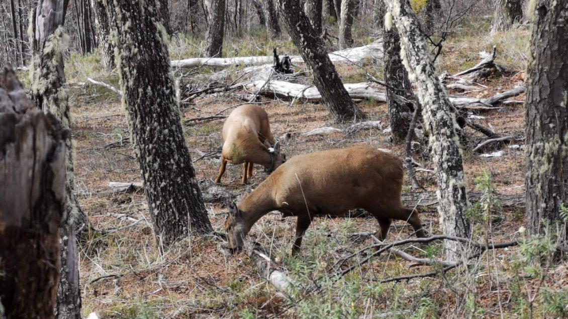Huemul murió atropellado en Parque Nacional Cerro Castillo: Culpable se autodenunció