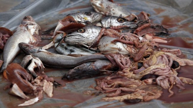 Tribunal rechazó sobreseer a vicealmirante que autorizó verter 9.000 toneladas de peces muertos al mar