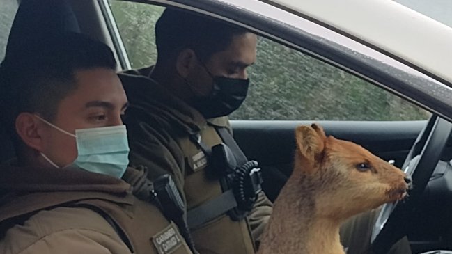 Rescatan a pudú que fue atacado por grupo de perros en Puerto Aysén