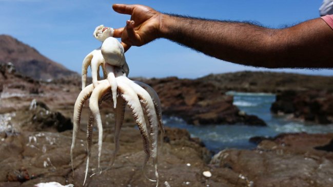 Empresa, gerente y socios fueron condenados por comercializar 12 toneladas de pulpo en veda
