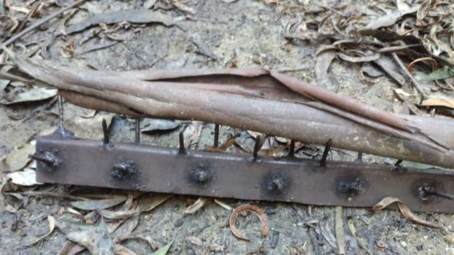 Deportistas hallaron peligrosas trampas con púas tras atentado incendiario en la UdeC