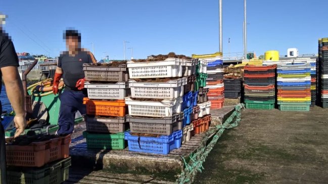 Decomisan más de mil kilos de erizos extraídos ilegalmente en Melinka