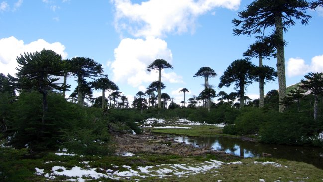 Cambio climático en Chile: Investigación estima que 43% de la vegetación nativa está en riesgo