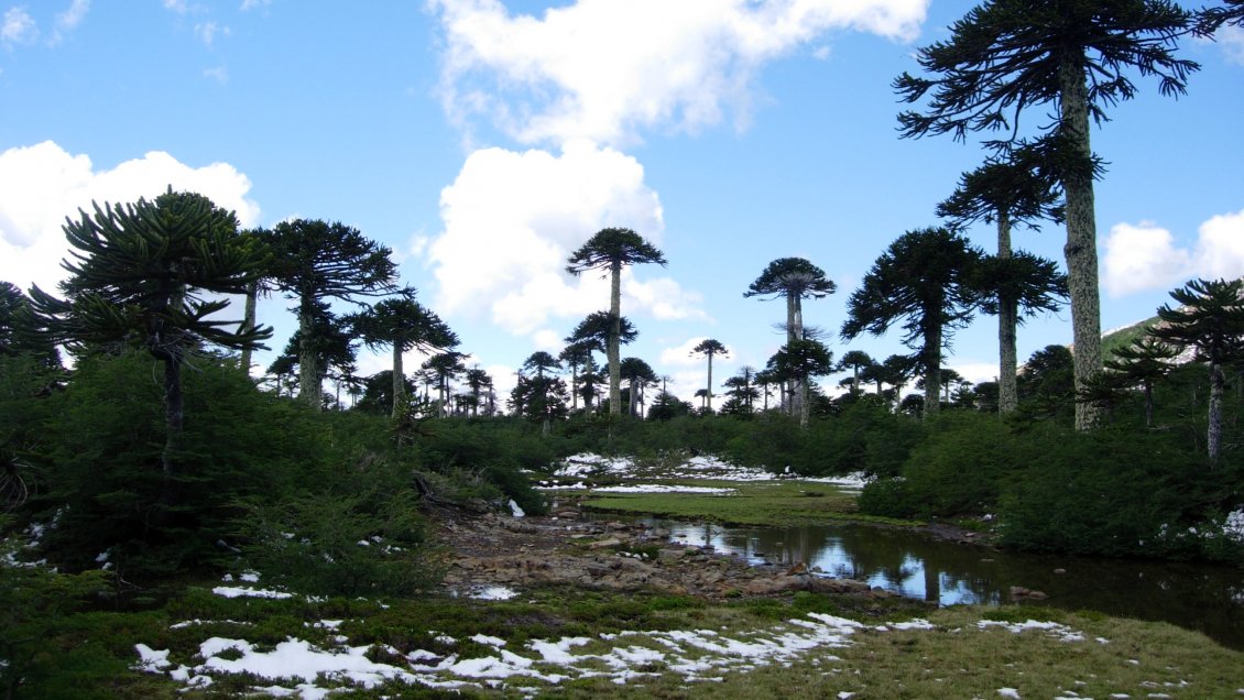 Cambio climático en Chile: Investigación estima que 43% de la vegetación nativa está en riesgo