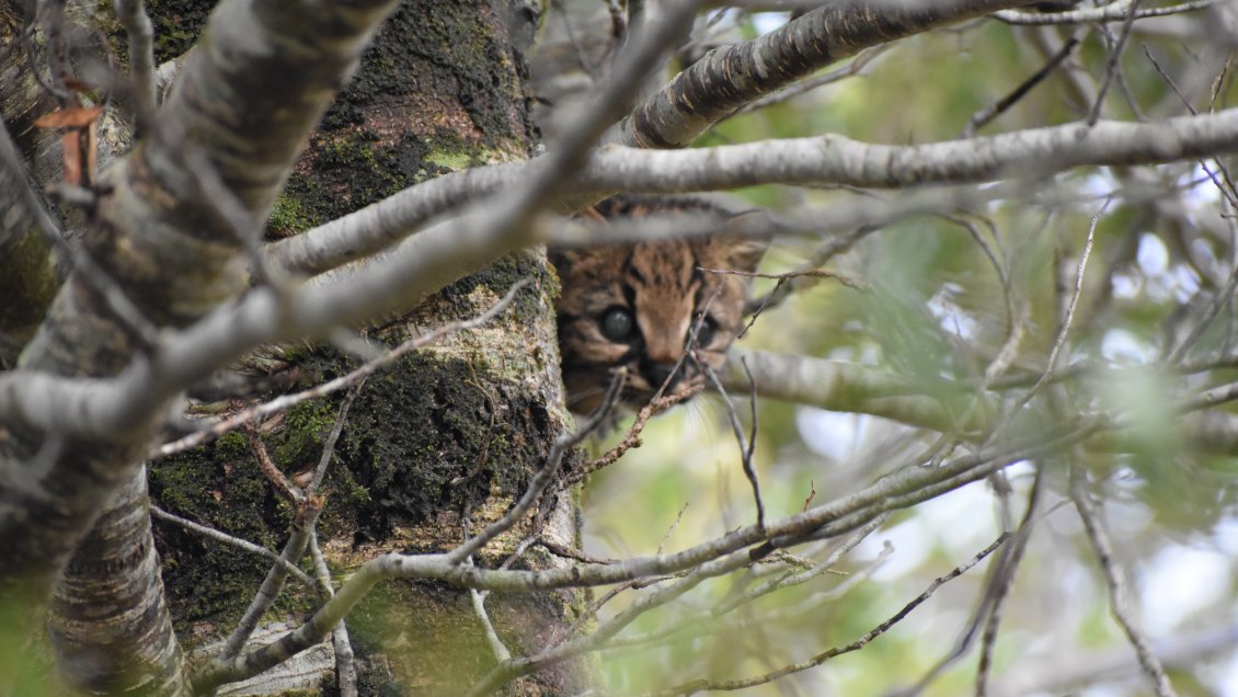 Conaf inició investigación genética de las poblaciones de güiñas en la Región de Aysén