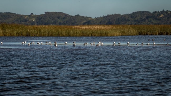 Investigadores estudiarán protección de los humedales de la cuenca del Río Queule