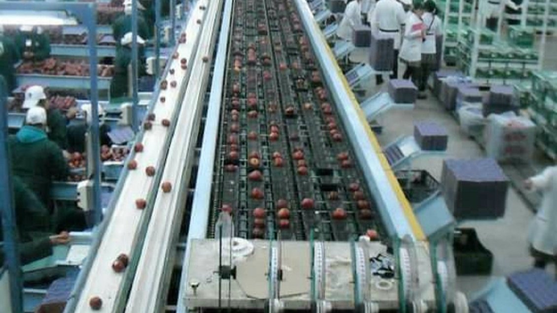 Siguen las promociones en el Maule: Empresa agrícola sorteará giftcards para atraer temporeros