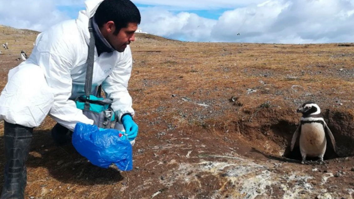 U. de Chile creó centro que estudia transmisión de enfermedades entre animales y humanos