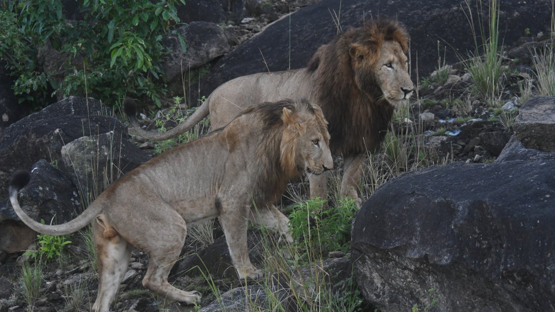 Cuatro leones dieron positivo al Covid-19 en Singapur