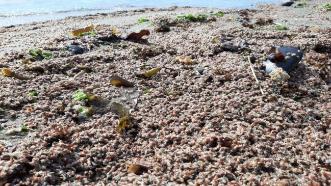 Registran masiva varazón de chanchitos de mar en más de un kilómetro de playa