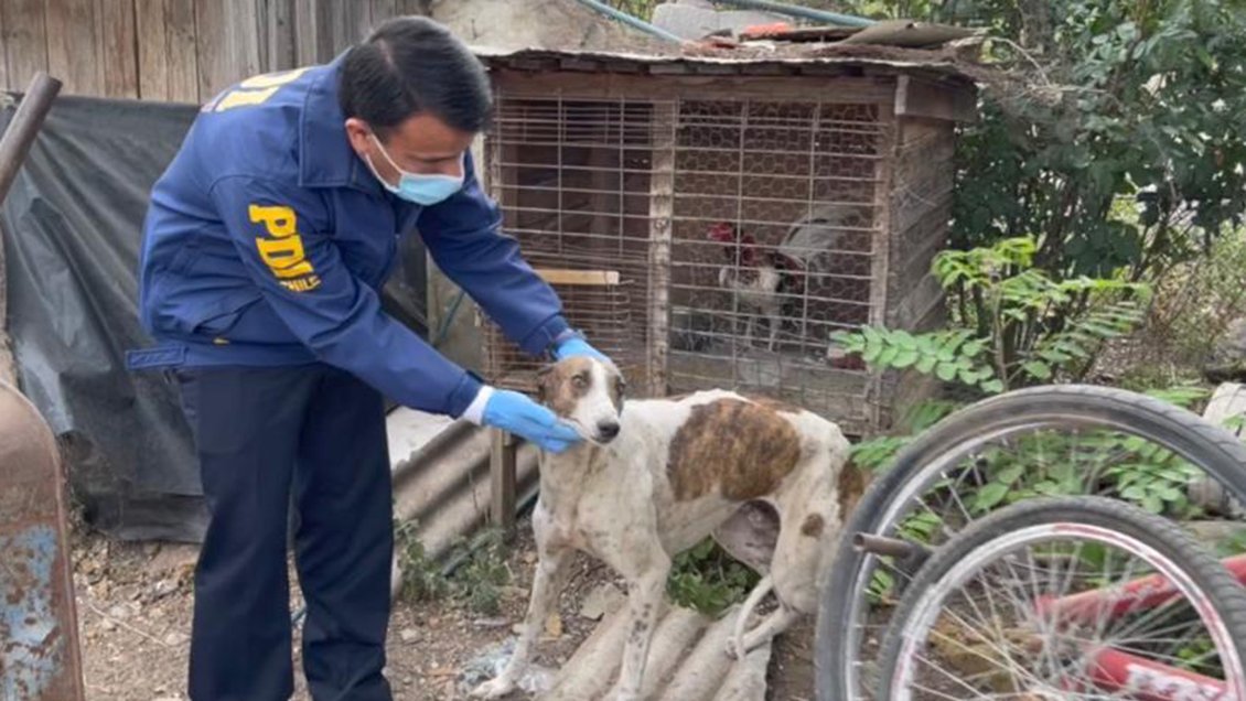 Desnutridos y heridos: Rescatan más de 20 perros que vivían bajo maltrato en Mostazal