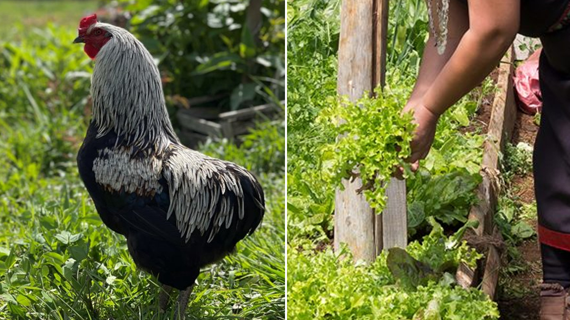La gallina collonca y la agricultura hidropónica, al rescate de la cosmovisión mapuche