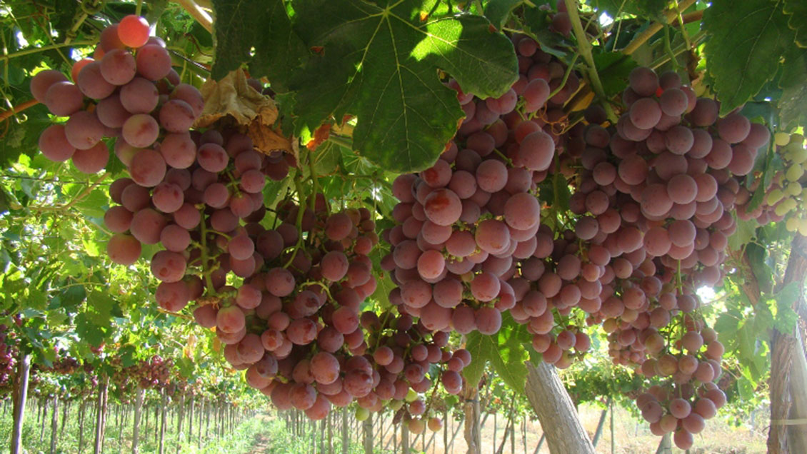 La Región del Maule tiene la mayor superficie de viñedos en Chile