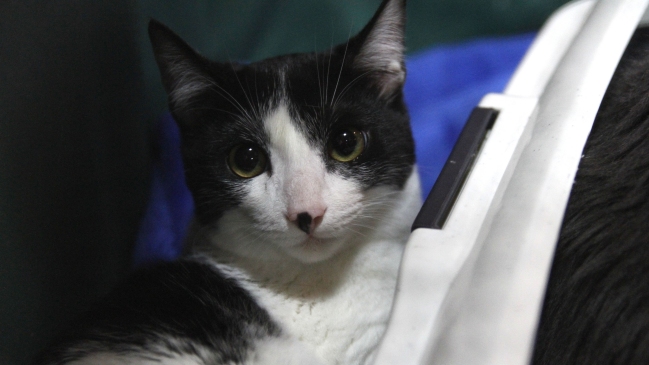 Inauguran el primer centro veterinario municipal en provincia del Cachapoal