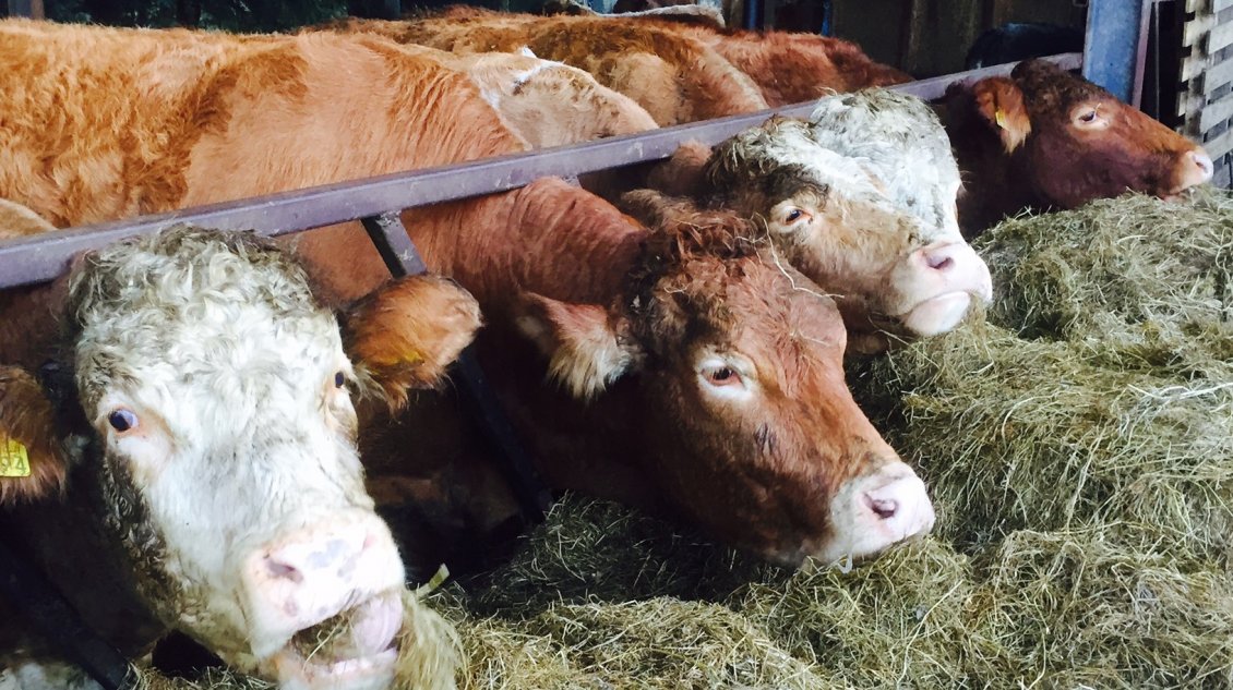 Emergencia agrícola en Ñuble: Indap apoyará con alimento animal a más de 4.000 productores