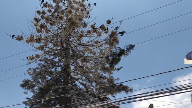 Vecinos de Antofagasta sufren por invasión de aves costeras