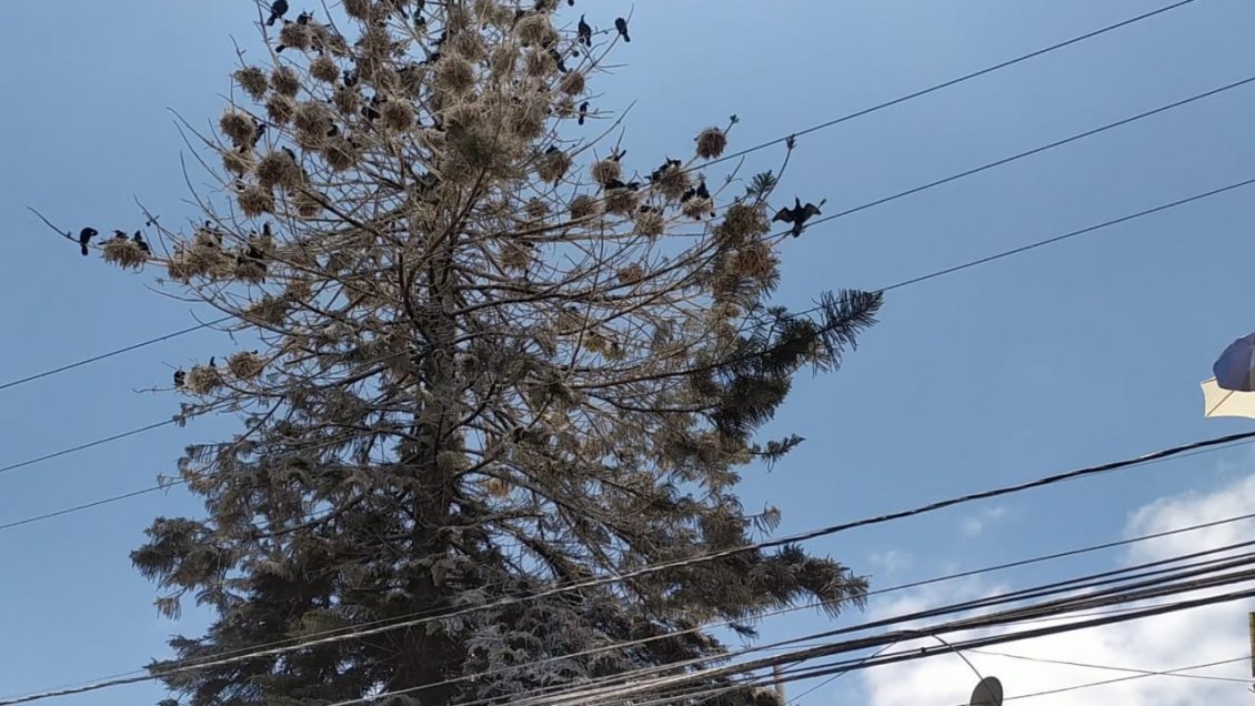 Vecinos de Antofagasta sufren por invasión de aves costeras