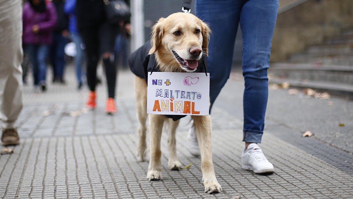 Hombre recibió pena de presidio y multa por maltrato animal en Copiapó