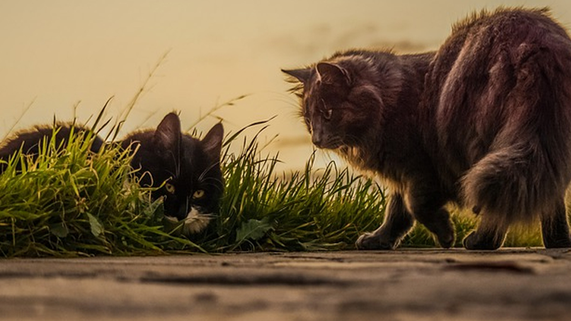 Altruista conductor fue asaltado y baleado cuando alimentaba a gatos callejeros en Vitacura