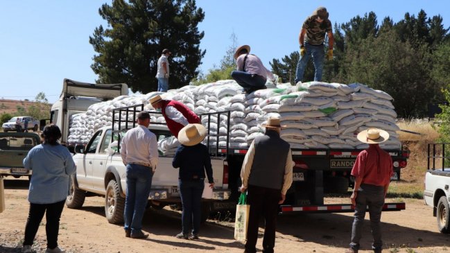 Comenzó entrega de alimento para ganado de agricultores en Ninhue y Cobquecura