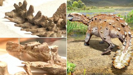   Investigadores expusieron restos del dinosaurio chileno Stegouros elengassen 