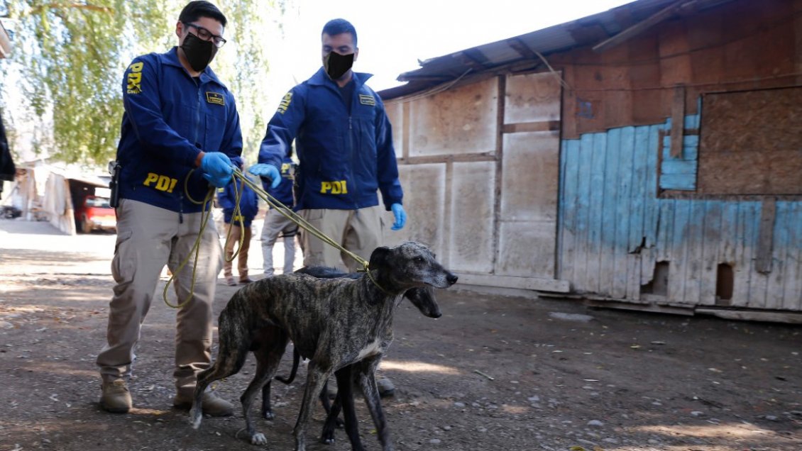 En Ñuble se han investigado 84 casos de maltrato animal desde la promulgación de la 