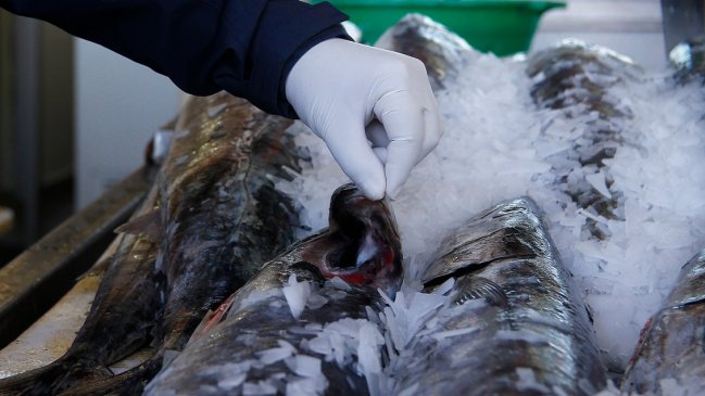 Sernapesca detectó 4,9 toneladas ilegales de congrio dorado en planta que abastece a supermercados de Los Lagos
