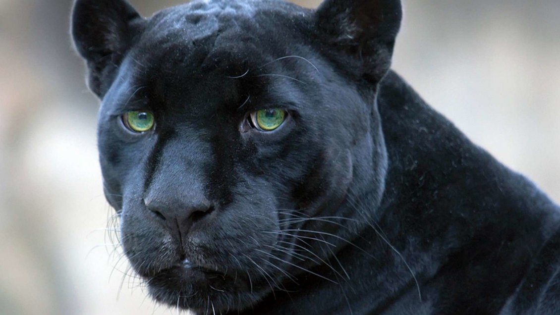 Magnate fue condenado a tres años de cárcel por matar a una pantera