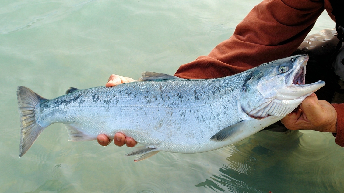 Salmón de Magallanes fue clasificado como 