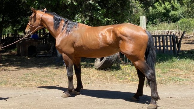 Caballo lusitano robado en Cañete fue hallado oculto en un galpón en Los Ángeles