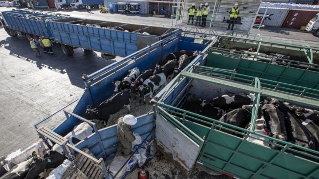 Casi 4 mil vaquillas en pie fueron enviadas a China en quinto embarque de este tipo que sale de Talcahuano