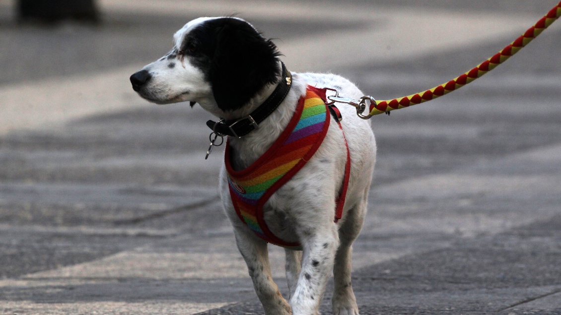 En dos décadas, la esperanza de vida de las mascotas se duplicó