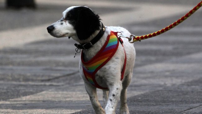 En dos décadas, la esperanza de vida de las mascotas se duplicó
