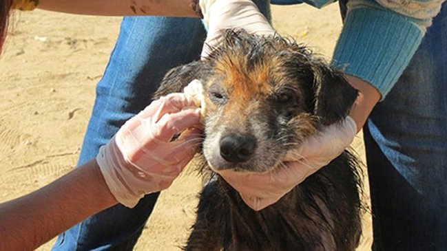 Colegio Médico Veterinario colabora con rescate de animales afectados por incendios forestales