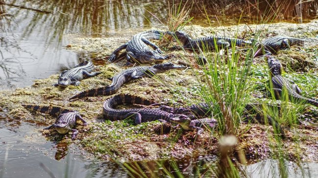 Militares rescataron una familia rodeada por lagartos en un río boliviano