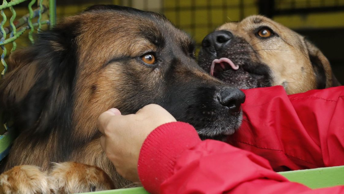 Perros, gatos y pirotecnia: ¿cómo cuidar a tu mascota en Año Nuevo?