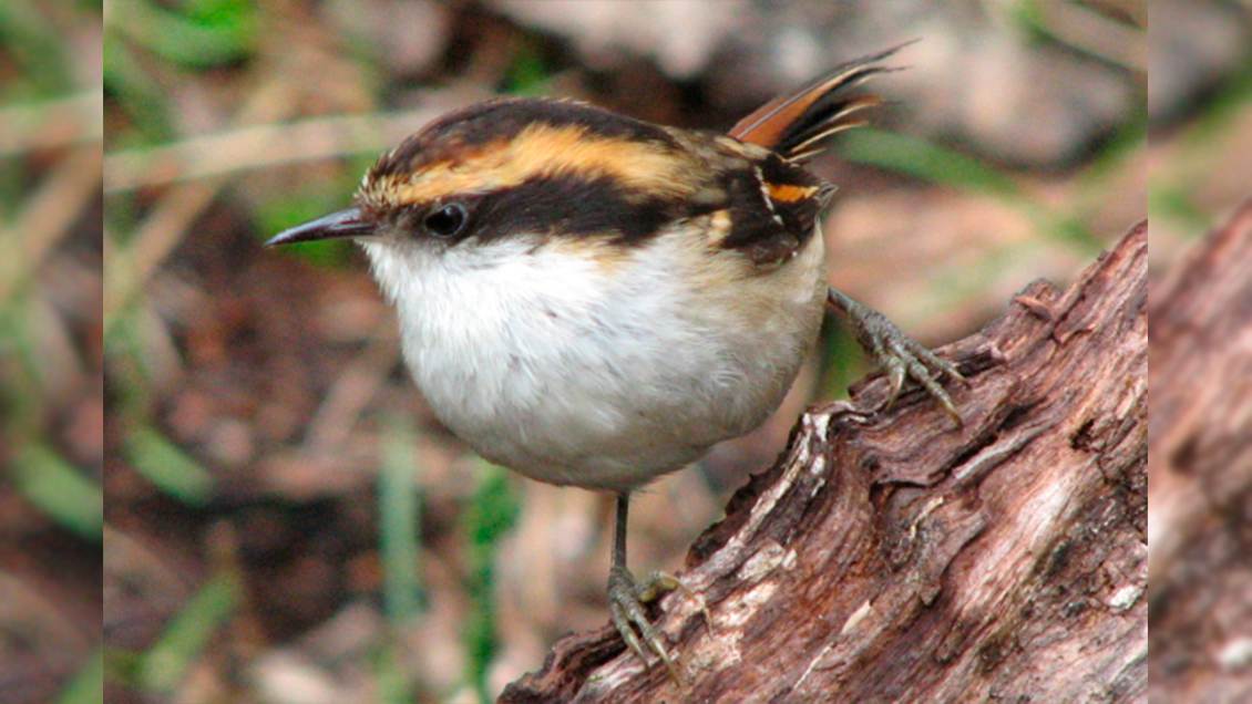 Estudio demuestra que aves Rayaditos crían polluelos aunque no sean sus hijos biológicos