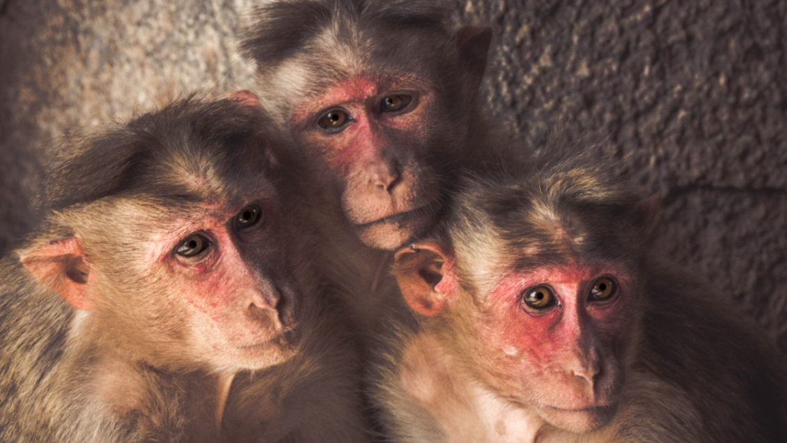 India: Monos robaron a bebé de dos meses y lo ahogaron en tanque de agua
