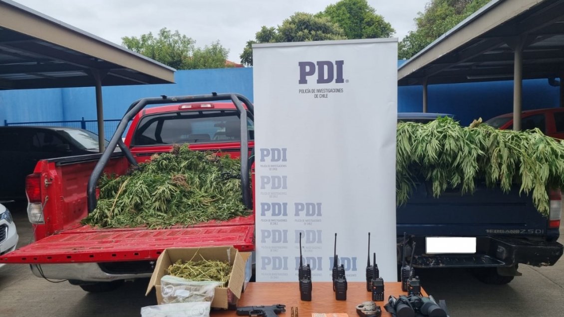 Ercilla: Más de 270 plantas de marihuana fueron incautadas en operativo en comunidad mapuche
