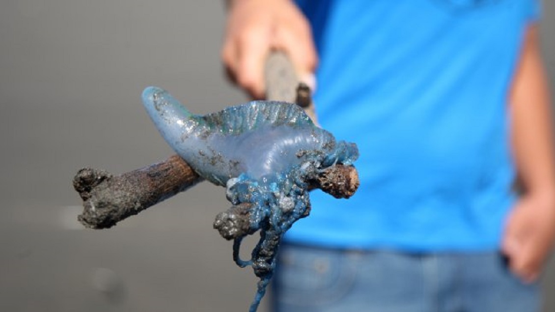 Nuevamente decretan cierre de playas en Coquimbo y La Serena por fragata portuguesa
