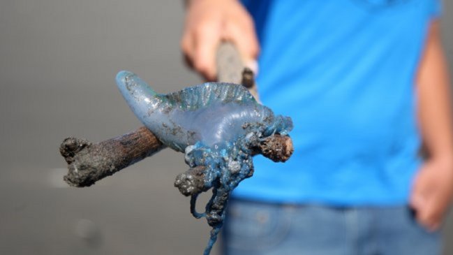 Nuevamente decretan cierre de playas en Coquimbo y La Serena por fragata portuguesa
