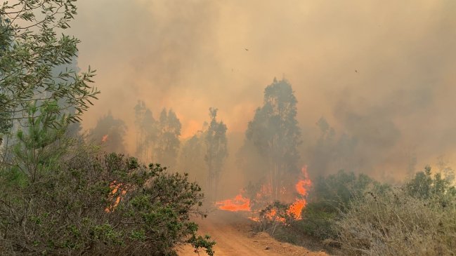 Valparaíso continúa bajo alerta roja por incendio forestal