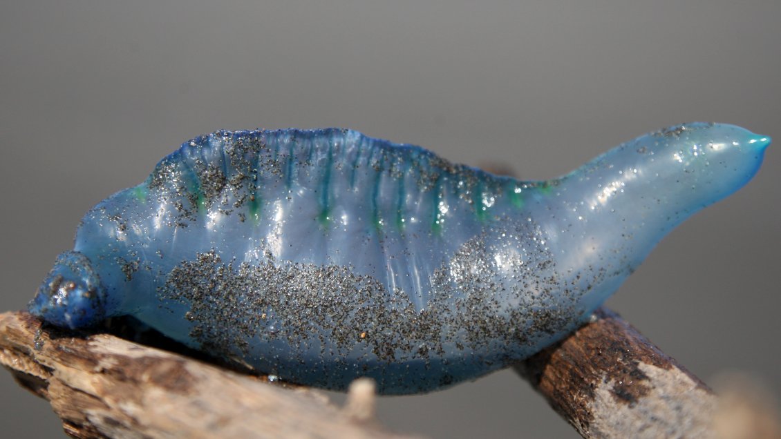 La fragata portuguesa permite bañarse sólo en parte del borde costero de La Serena