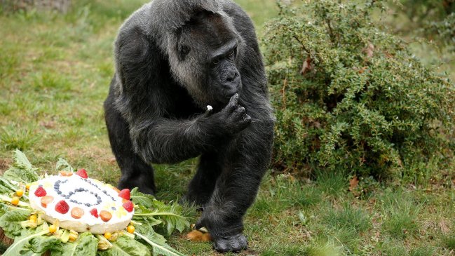 A los 61 años murió el gorila macho más viejo del mundo