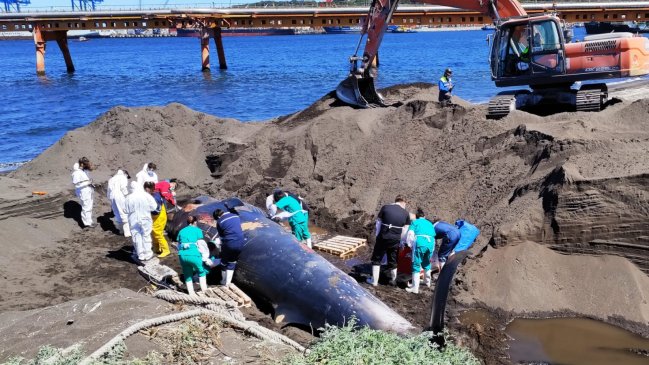 Estudio indica que muerte de ballena varada en Hualpén fue por intervención humana