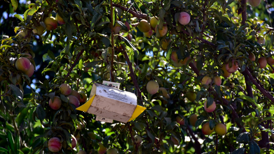 Detectan la presencia de la mosca de la fruta en Renca, Cerro Navia y Pudahuel