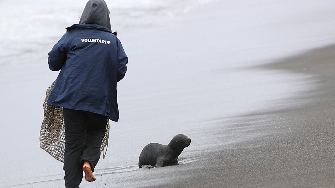 Aumenta varamiento de crías de lobos marinos en Cobquecura: Culpan a  kayakistas 