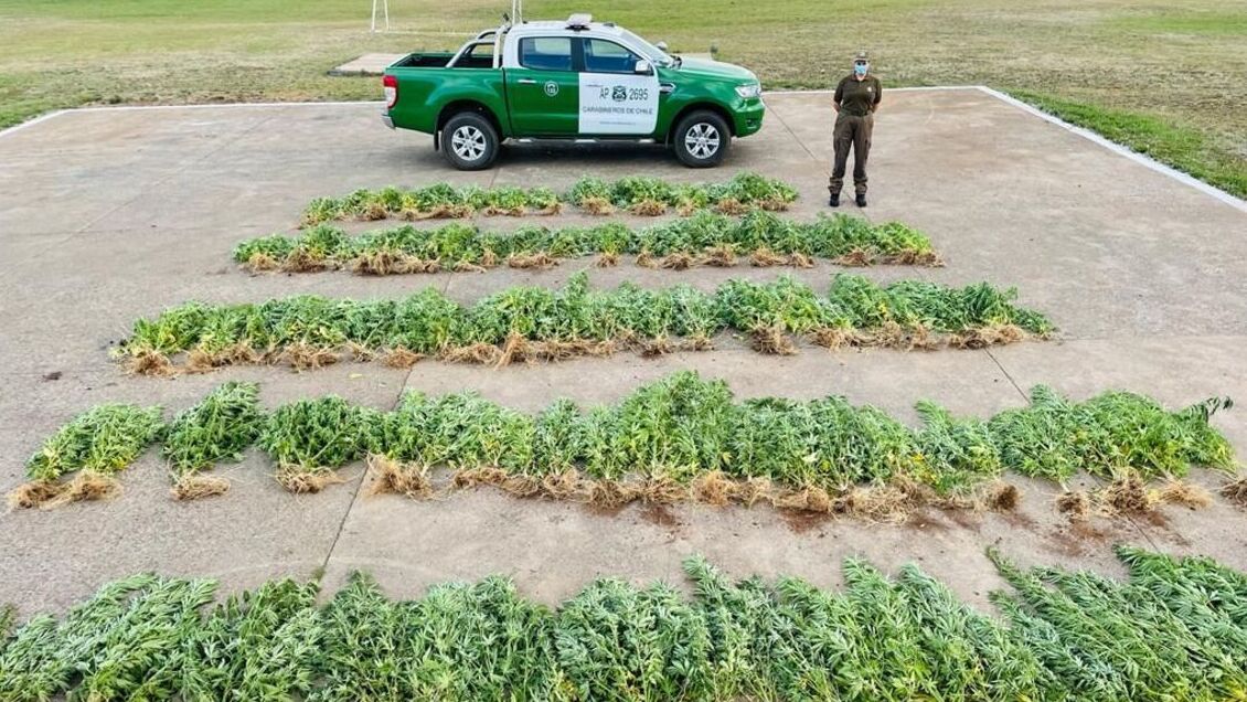 Carabineros incautó más de 120 plantas de marihuana en Collipulli