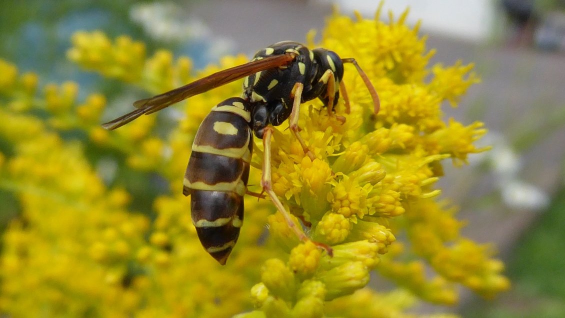 Descubren nueva especie de parásito de alas torcidas en suroeste de China