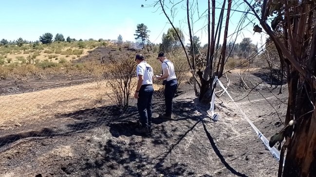 Fue controlado incendio forestal que consumió 1.420 hectáreas en Cauquenes